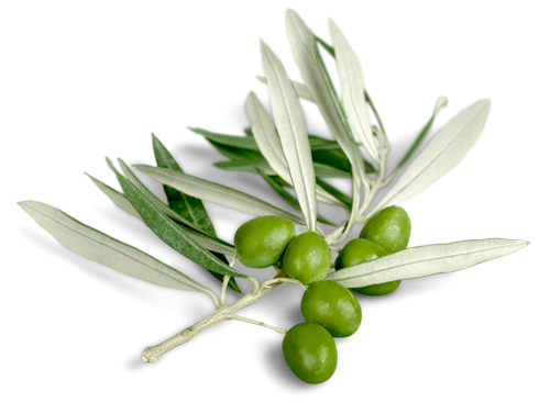 Oliven